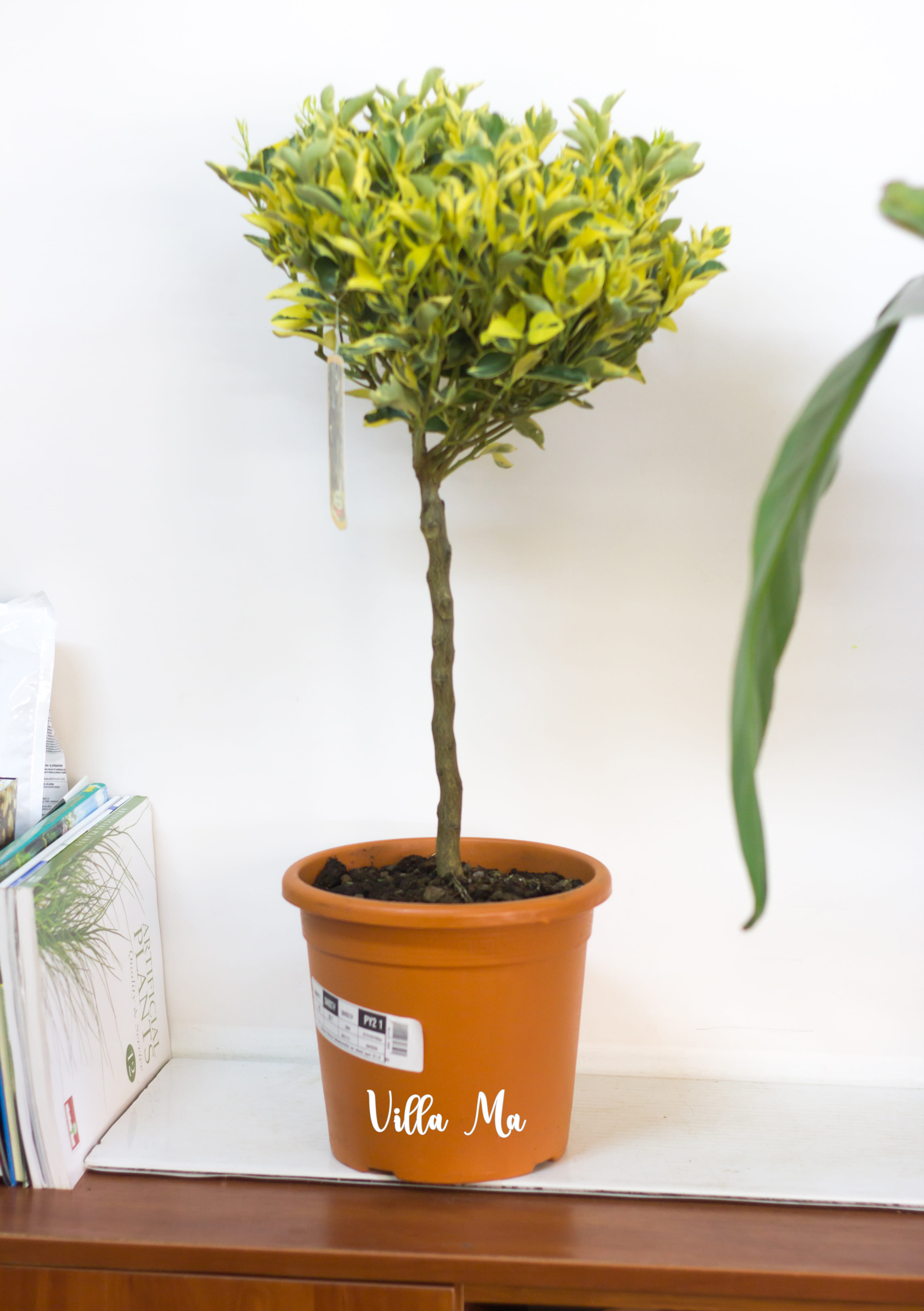 Каламондин вариегатный