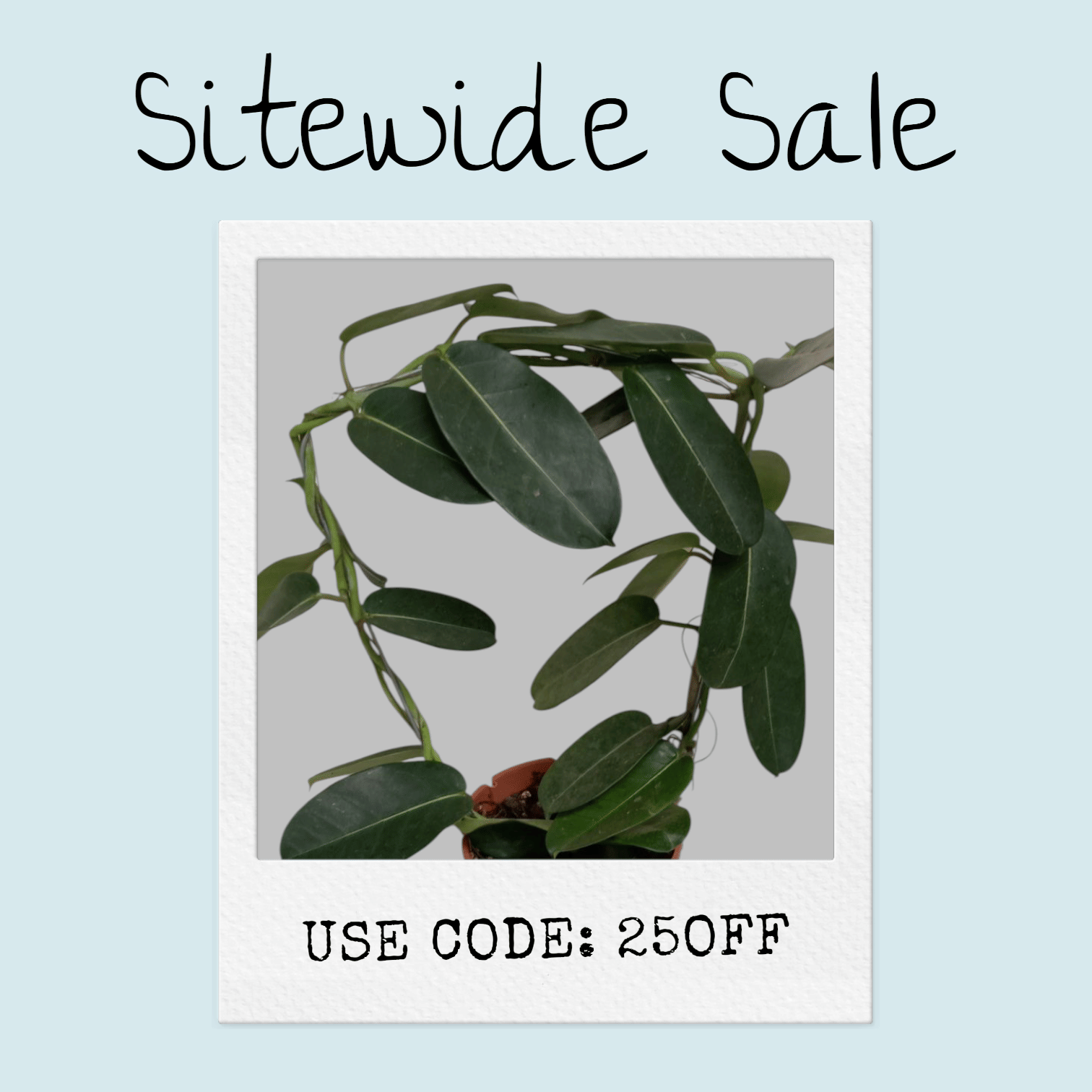 Стефанотис без цветов большой