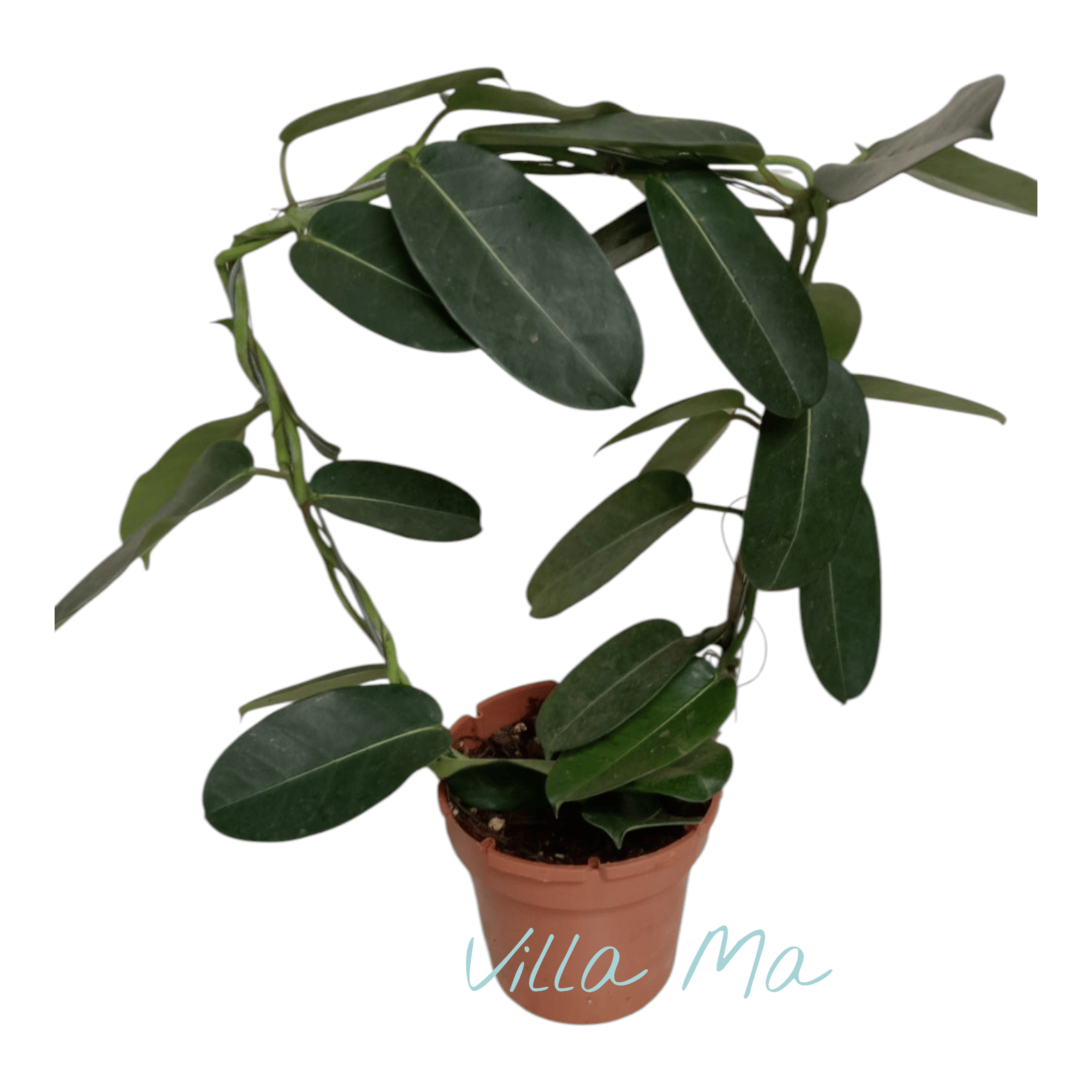 Стефанотис без цветов большой