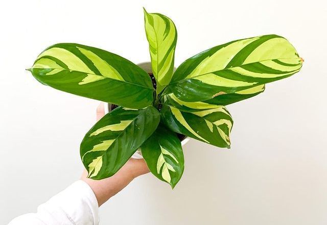 Ктенанта Лубберса