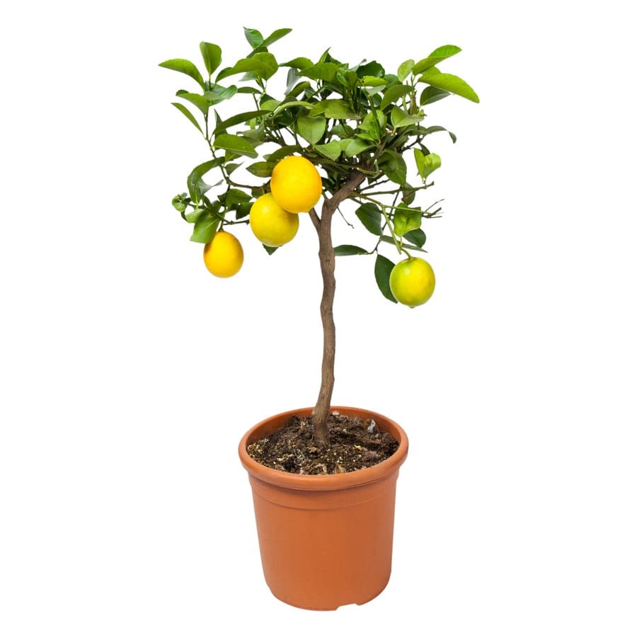 Лимон Мейера д15 на штамбе L