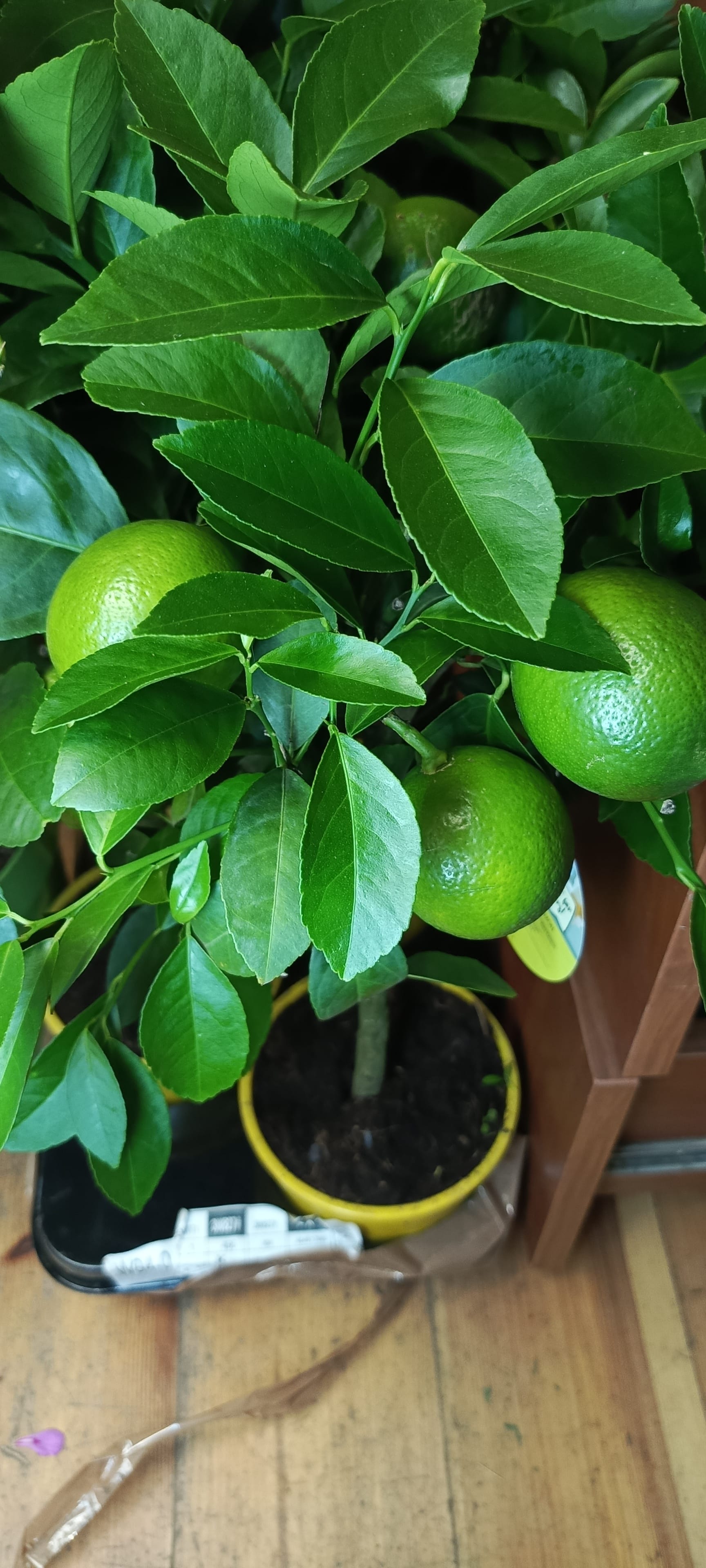 Лимон Мейера д15 на штамбе L