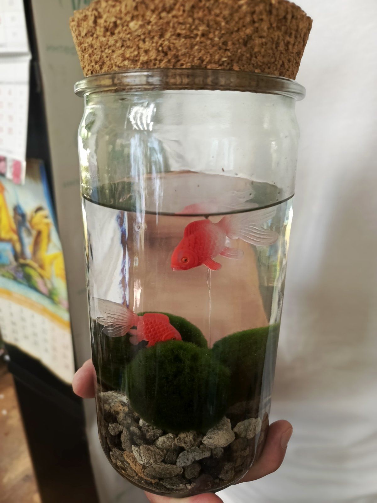 Аквариум с кладофорой и декоративными рыбками