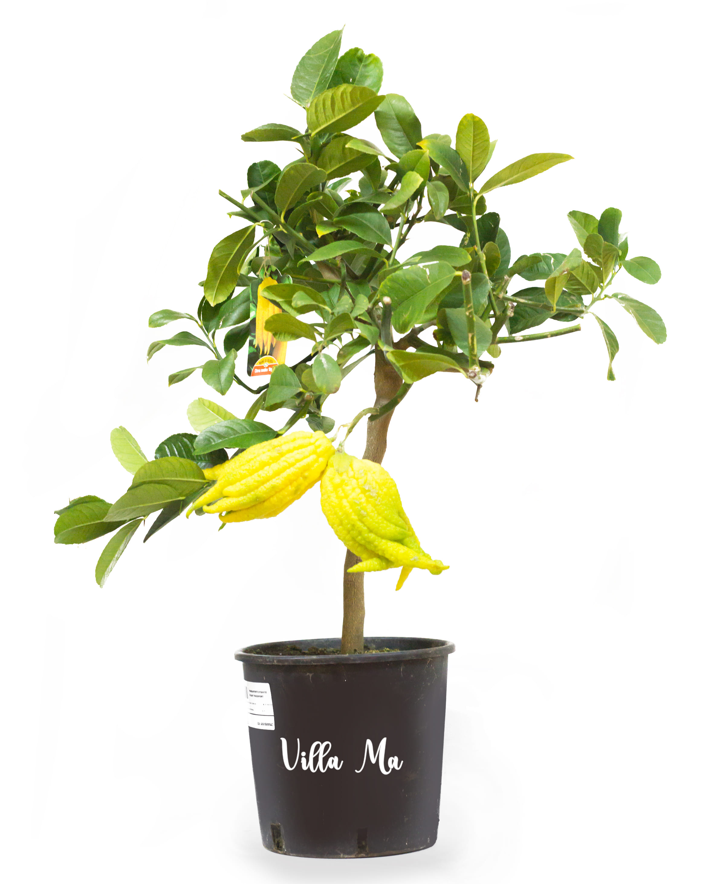 Цитрон Рука Будды