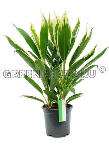 Кордилина Конга