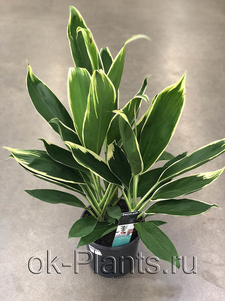 Кордилина Конга