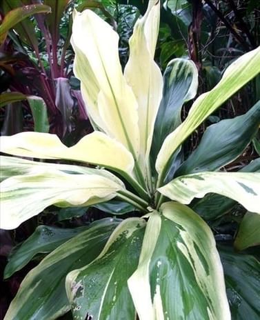 Кордилина Конга