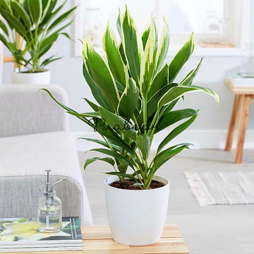 Кордилина Конга