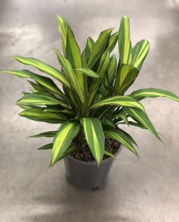 Кордилина Киви