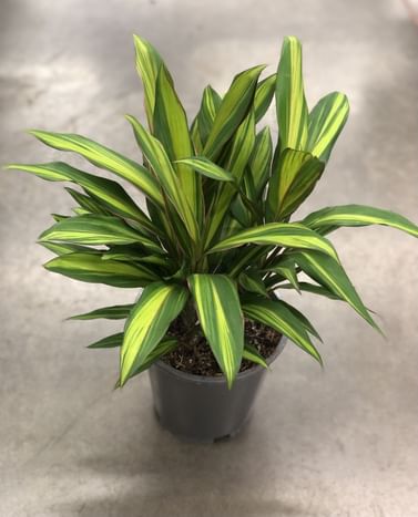 Кордилина Киви