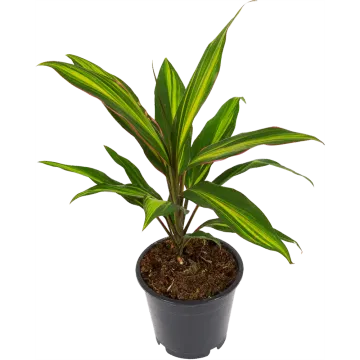 Кордилина Киви