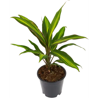 Кордилина Киви