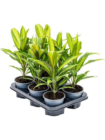 Кордилина Киви