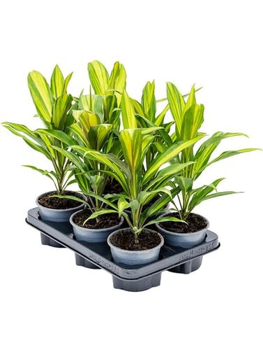 Кордилина Киви