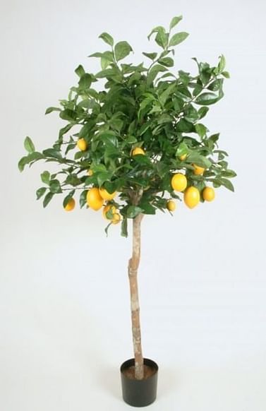 Лимон крупноплод 160-175 см на штамбе