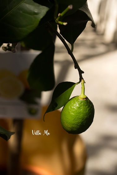 Лимон крупноплодный 190 см на штамбе