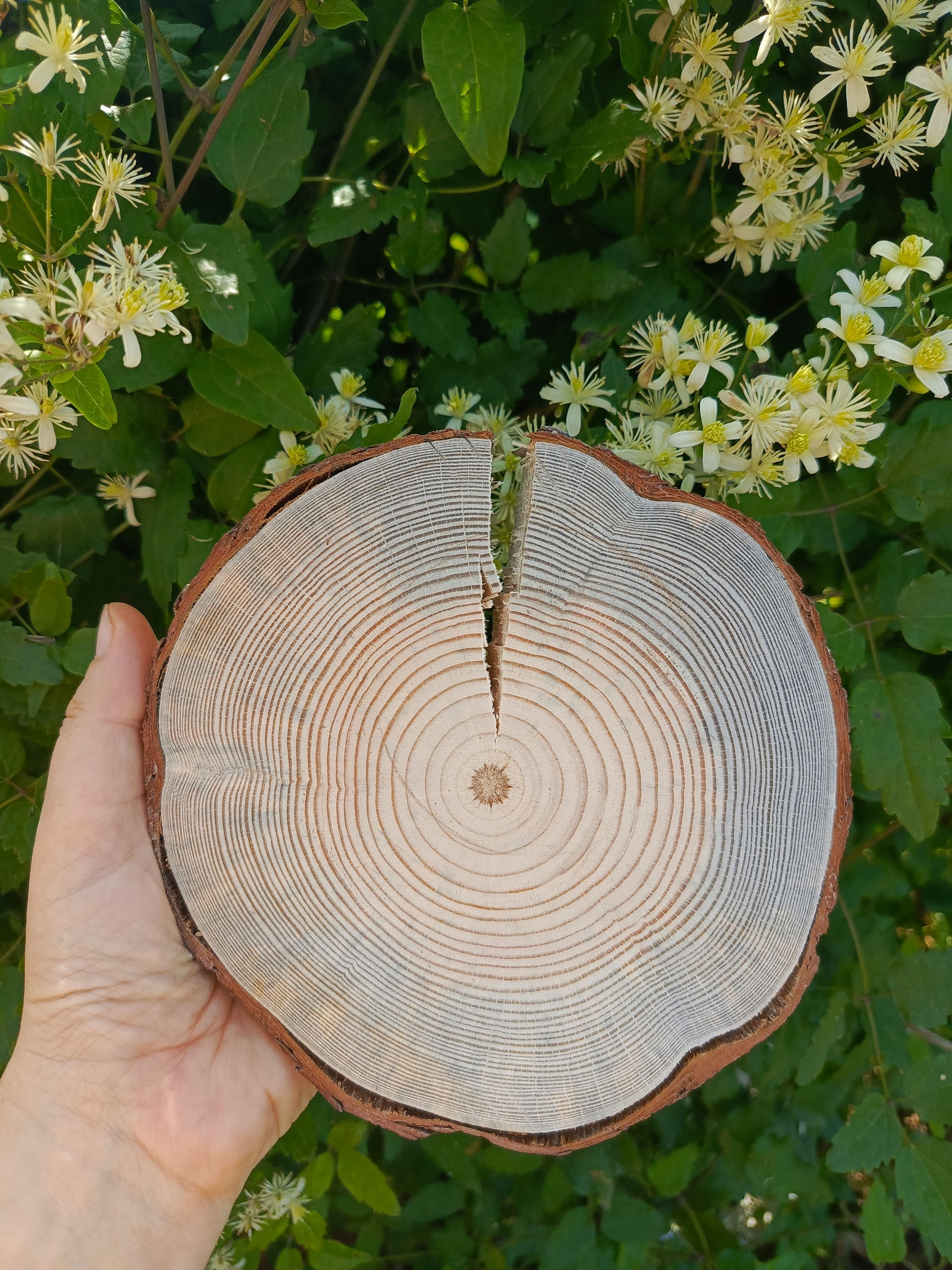 Спил шлифованный большой для творчества 2шт