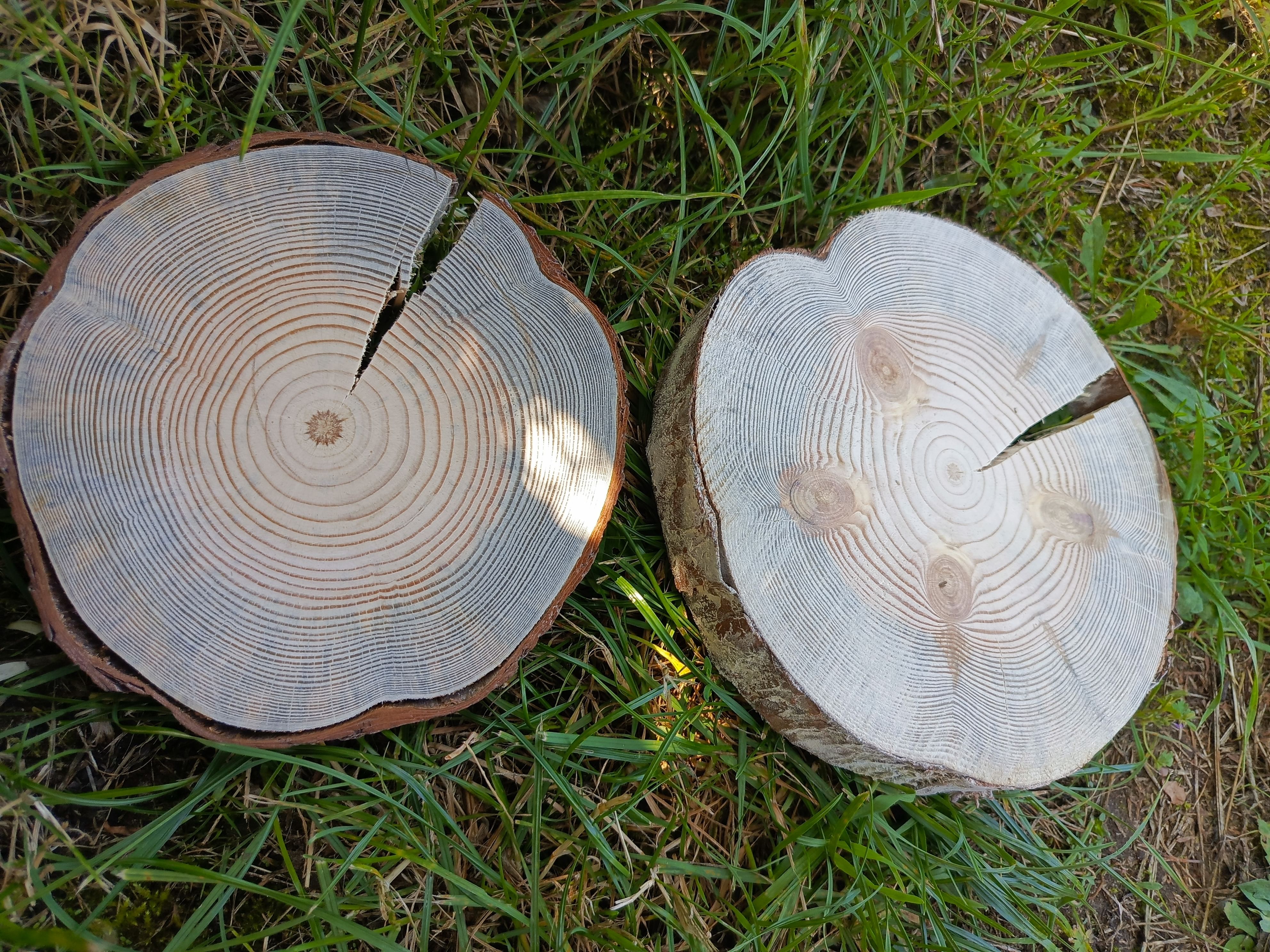 Спил шлифованный большой для творчества 2шт