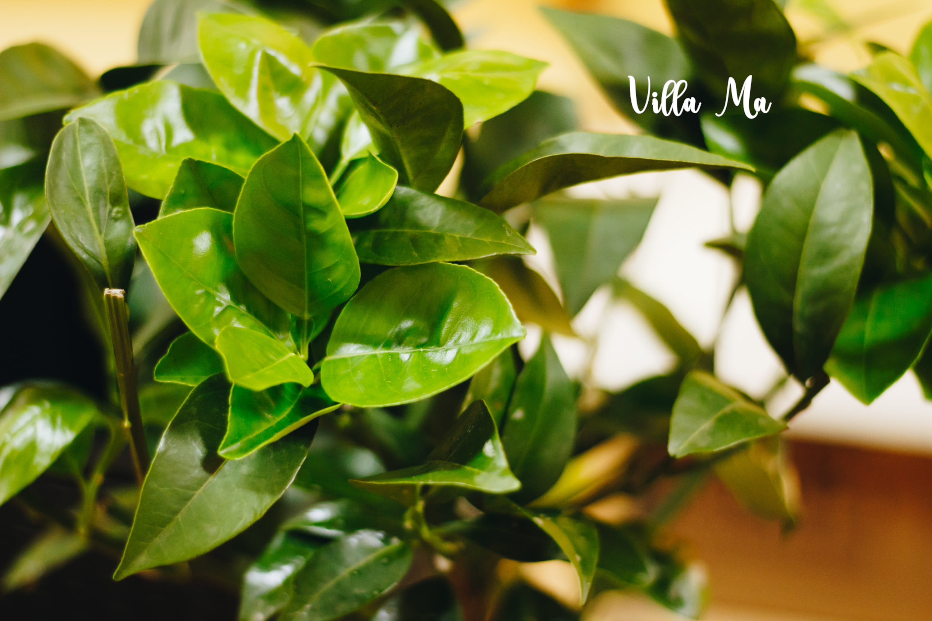 Апельсин с плодами