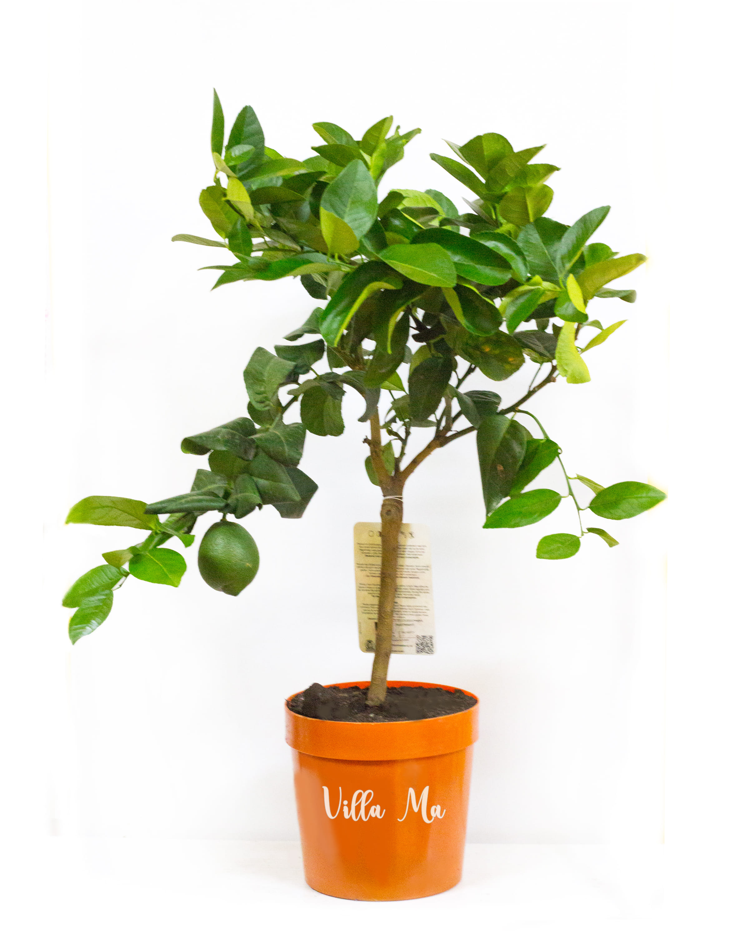 Апельсин с плодами