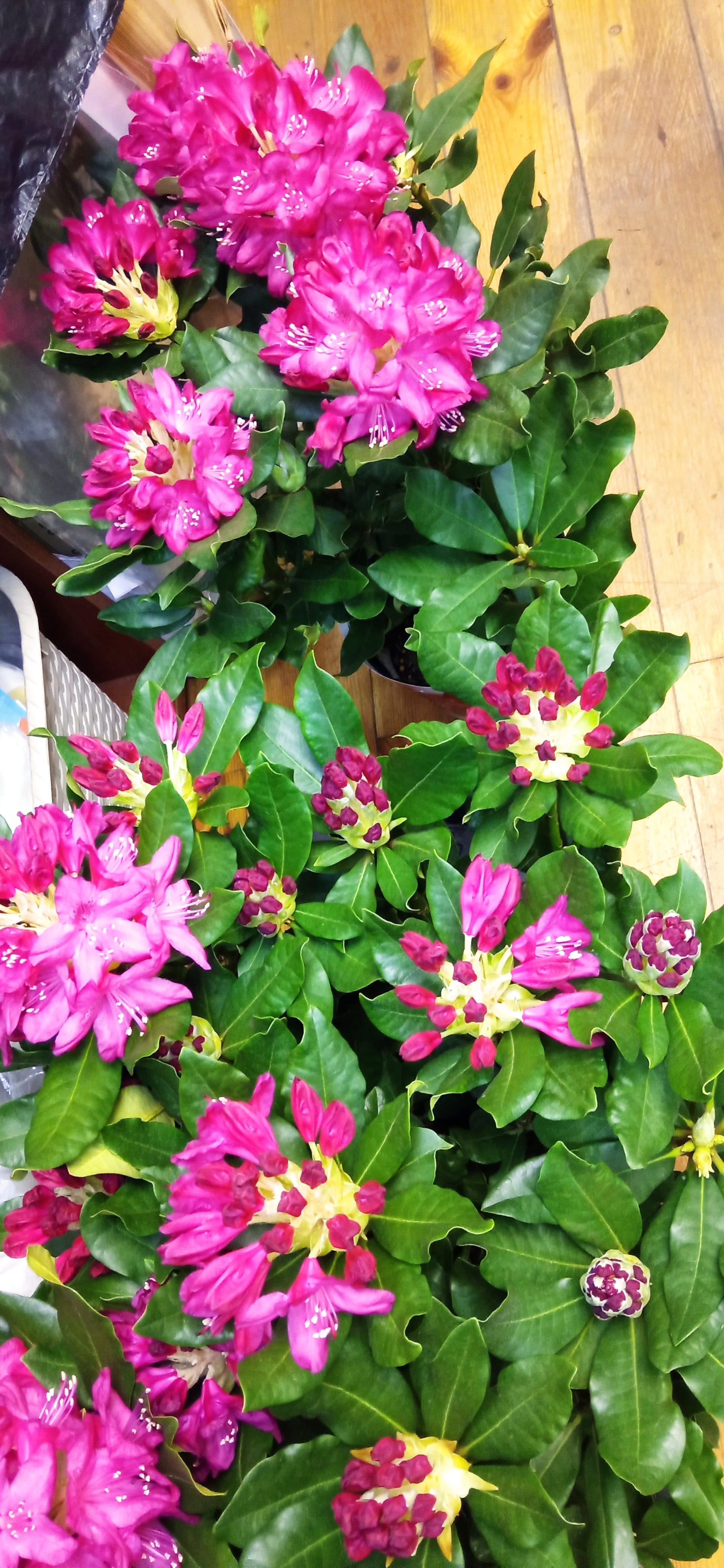 Рододендрон Нова Зембла в упаковке на праздник садовый