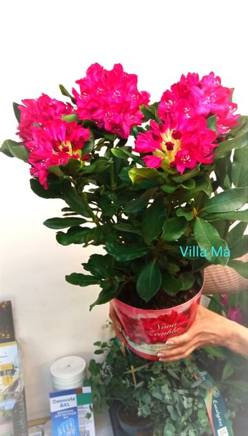 Рододендрон НоваЗембла в упаковке на праздник садовый