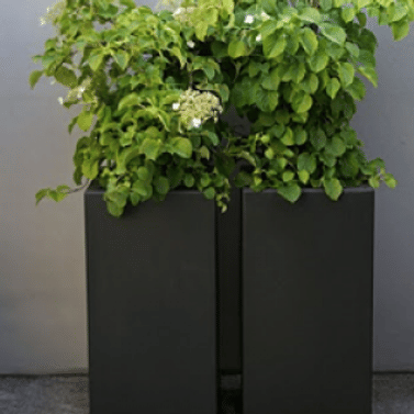 Коллекция Кари