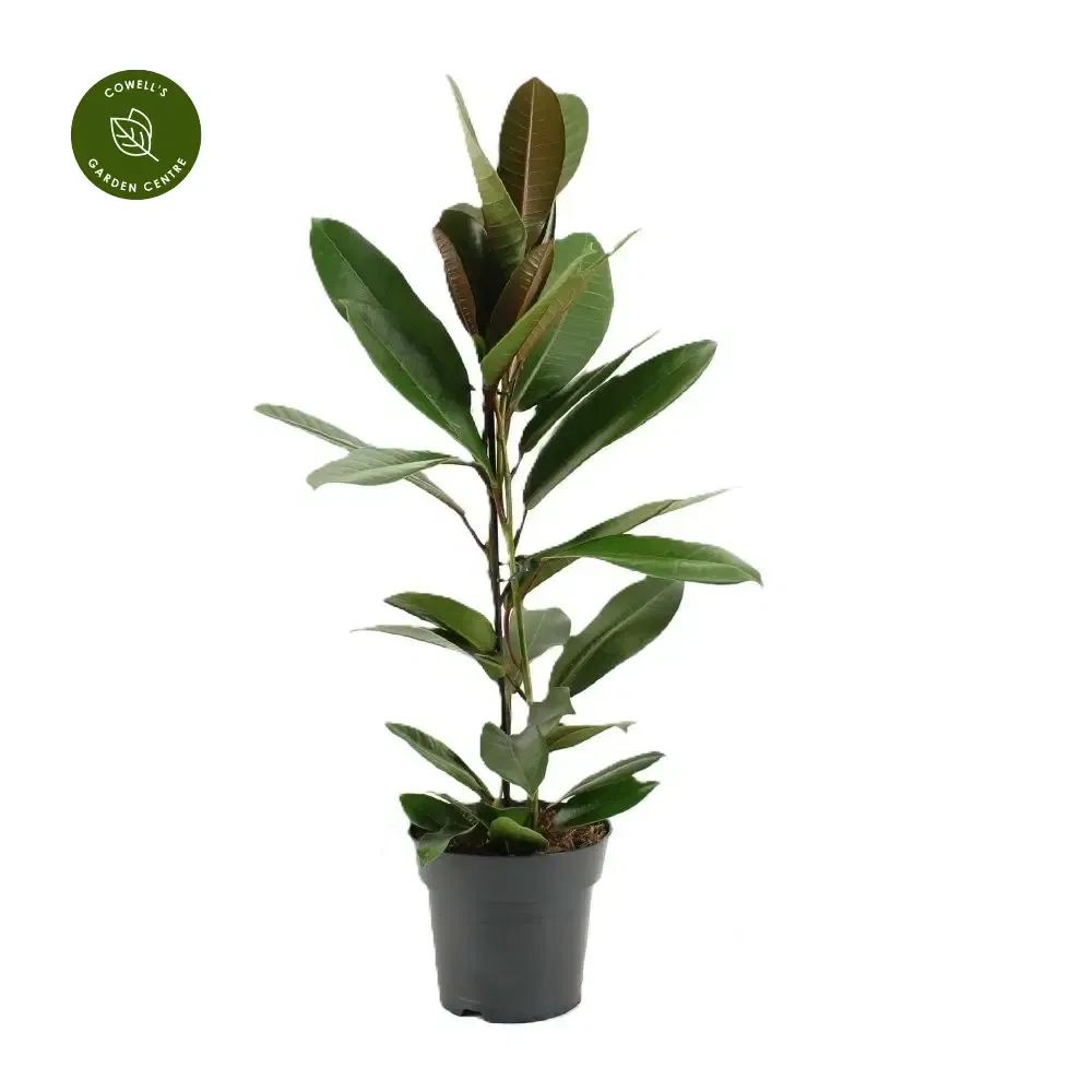 Фикус Американа Трезор