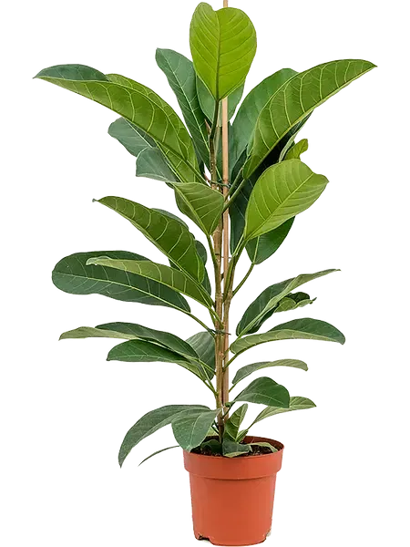 Фикус Американа Трезор