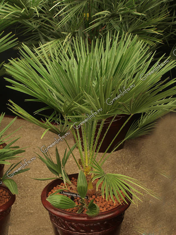 Хамеропс приземистый