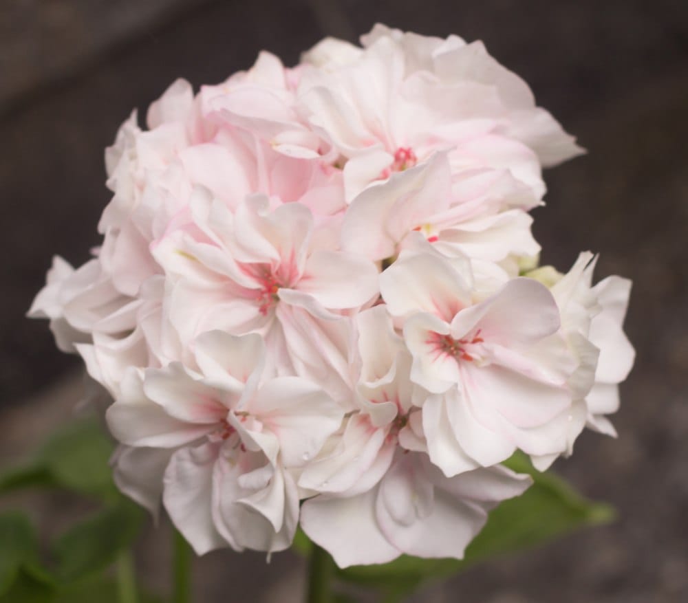 Пеларгония Поттер Хейхам махровый карлик