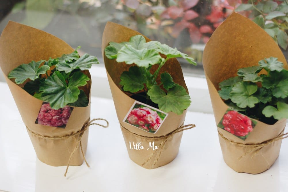 Пеларгония Поттер Хейхам махровый карлик