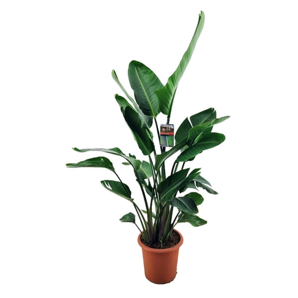 Стрелиция Августа большая