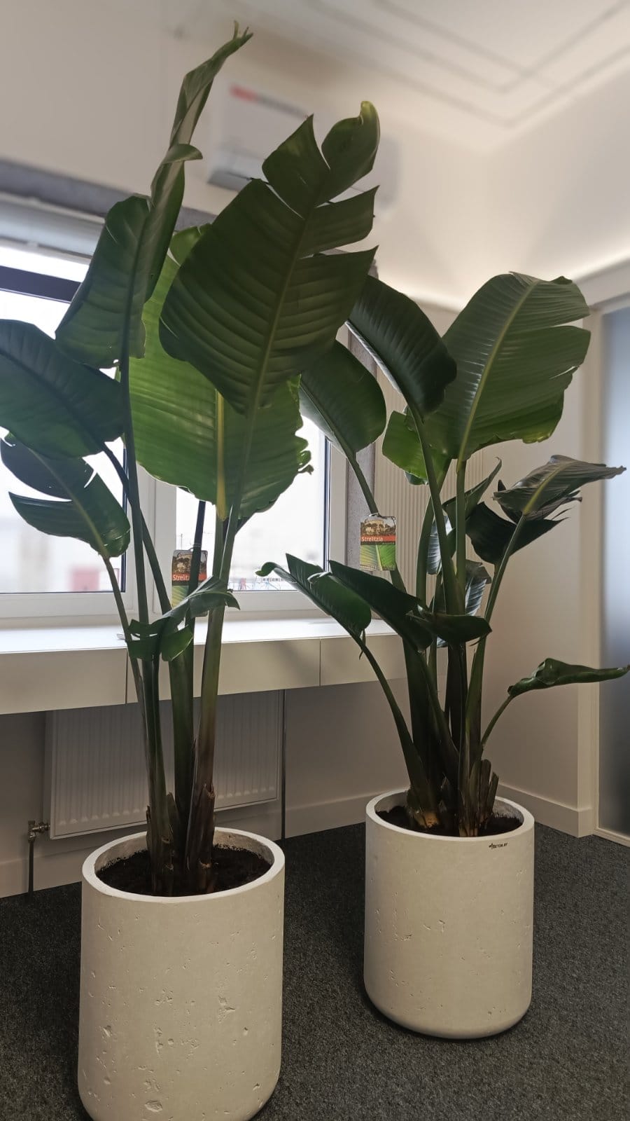 Стрелиция Августа большая