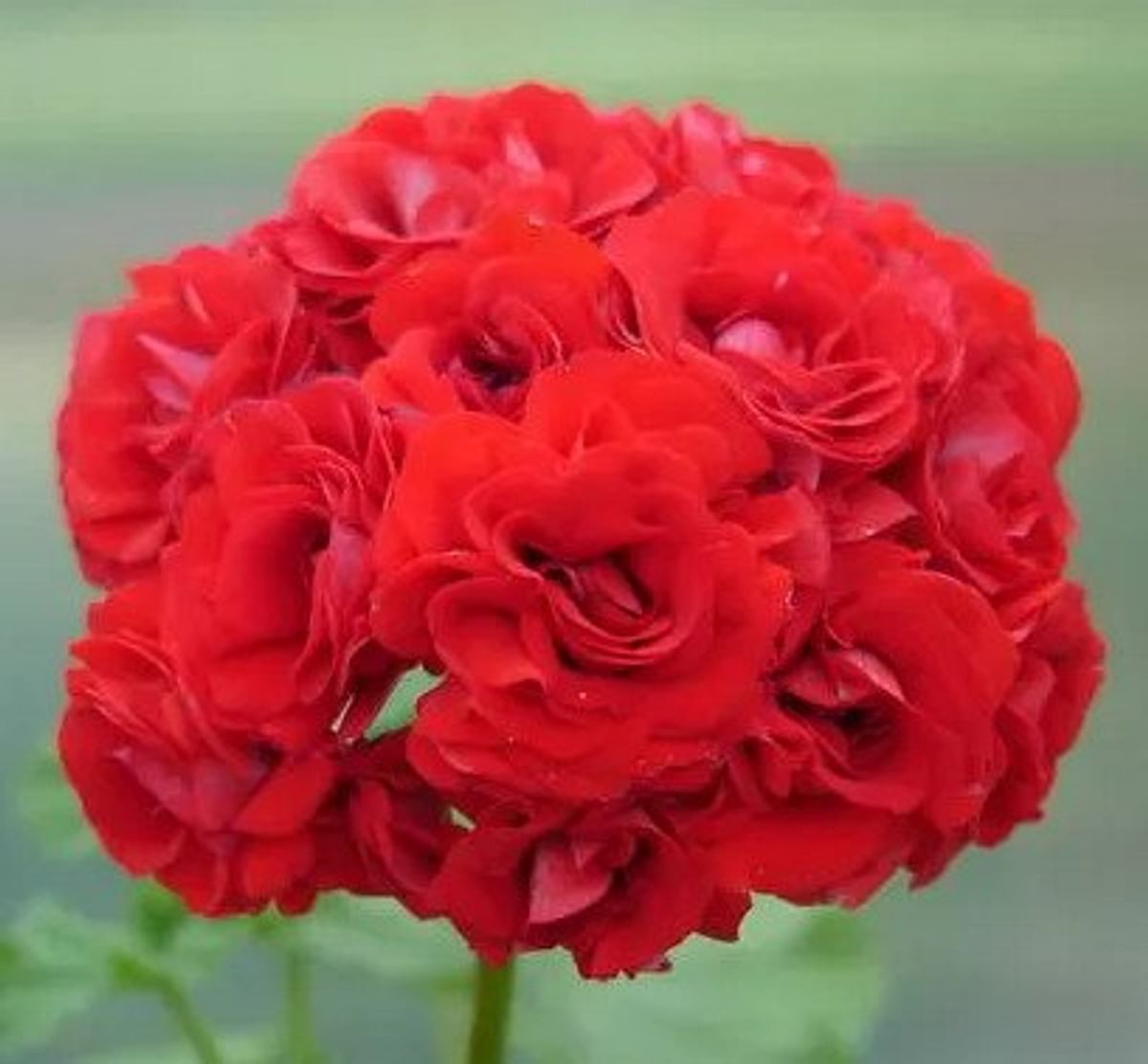Герань Red Rosebud