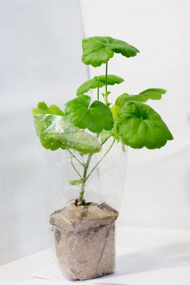 Пеларгония Ред рамблер розобутонная