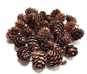 Шишки лиственницы набор