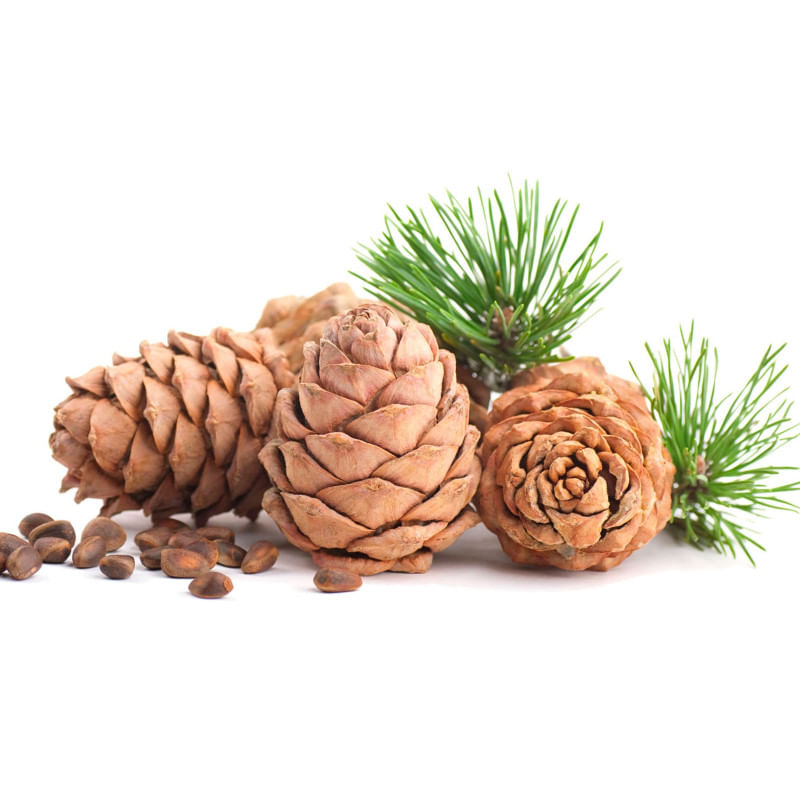 Шишка кедр 1 шт