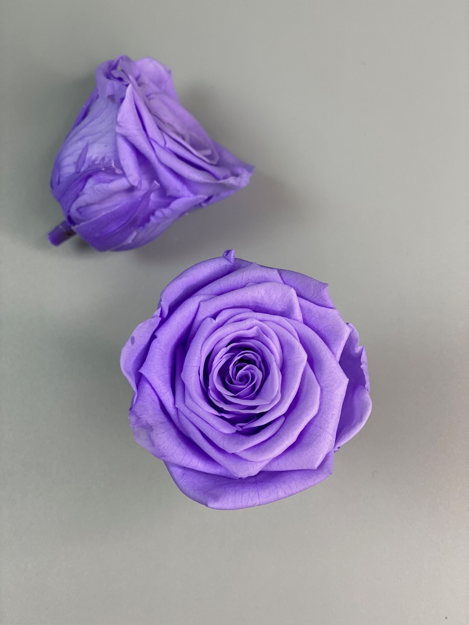 Роза стабилизированная