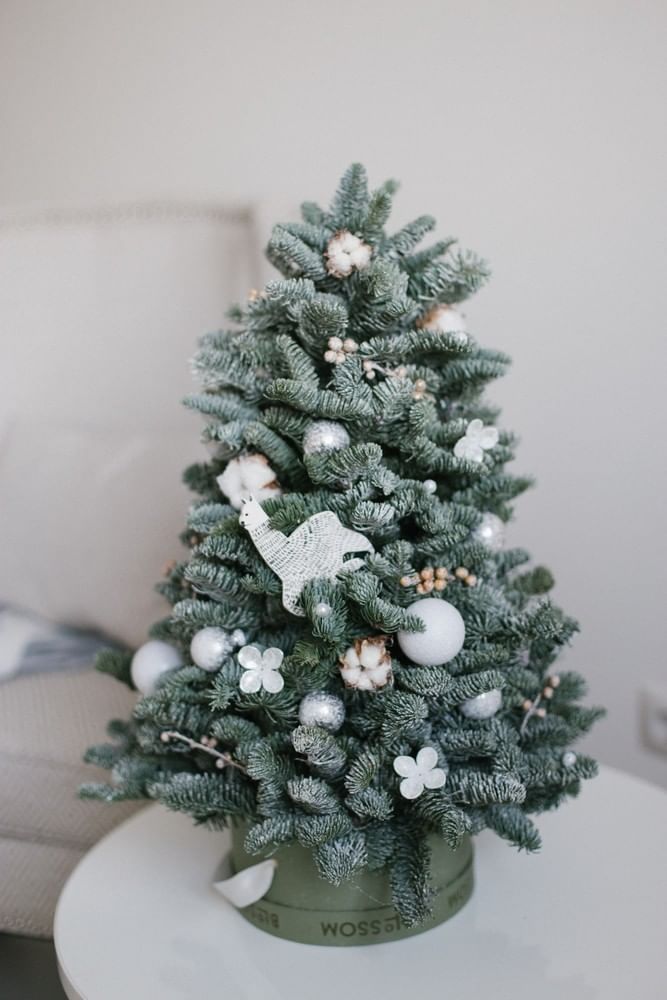 Ёлка из нобилиса в шляпной коробке