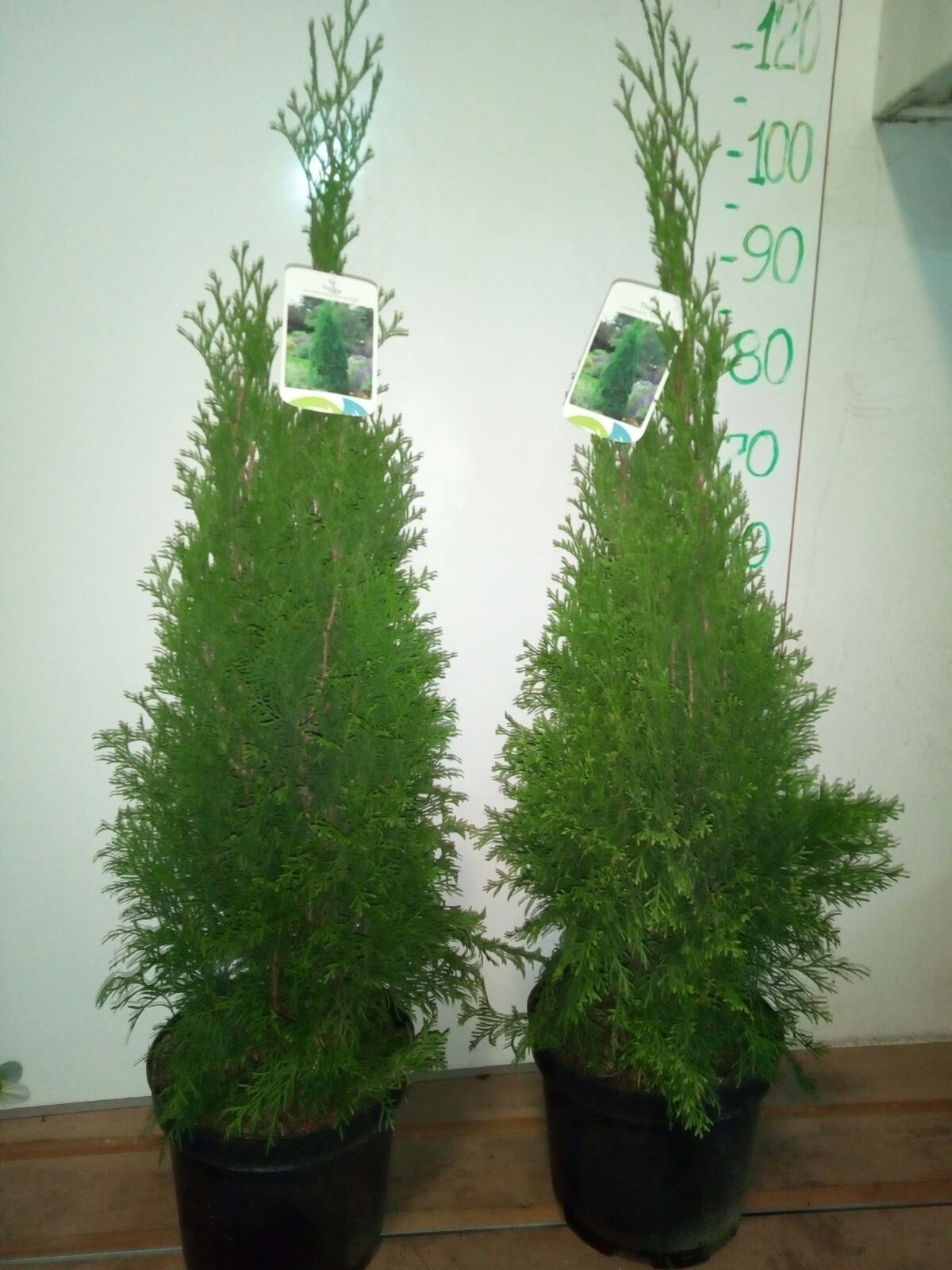 Туя Смарагд в горшке