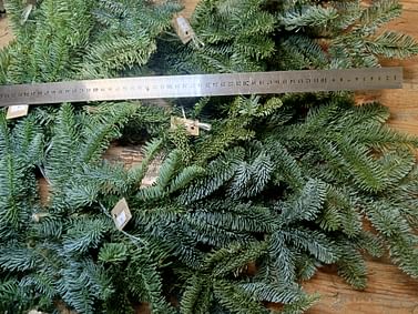 Ветка нобилис короткая