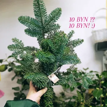 Ветка нобилис короткая