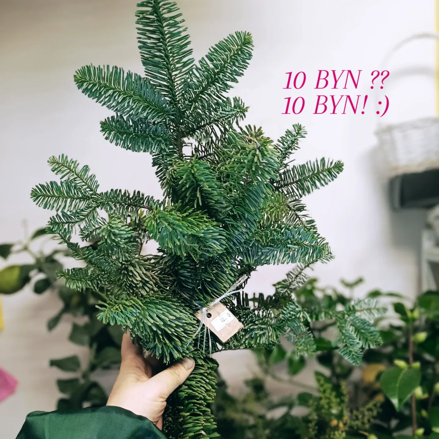 Ветка нобилис короткая пучок