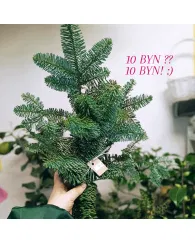 Ветка нобилис короткая пучок Ветка нобилис короткая пучок