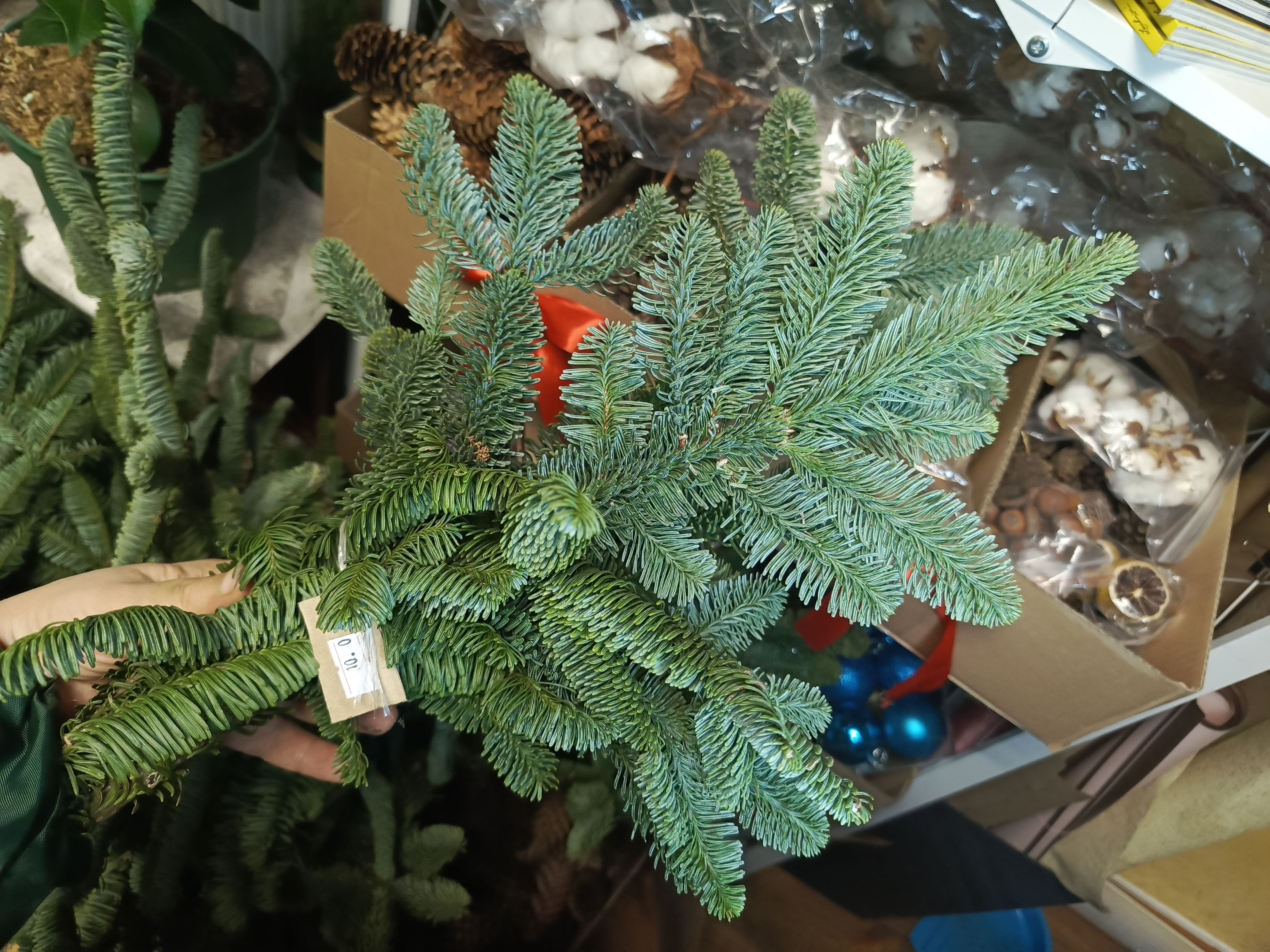 Ветка нобилис короткая пучок