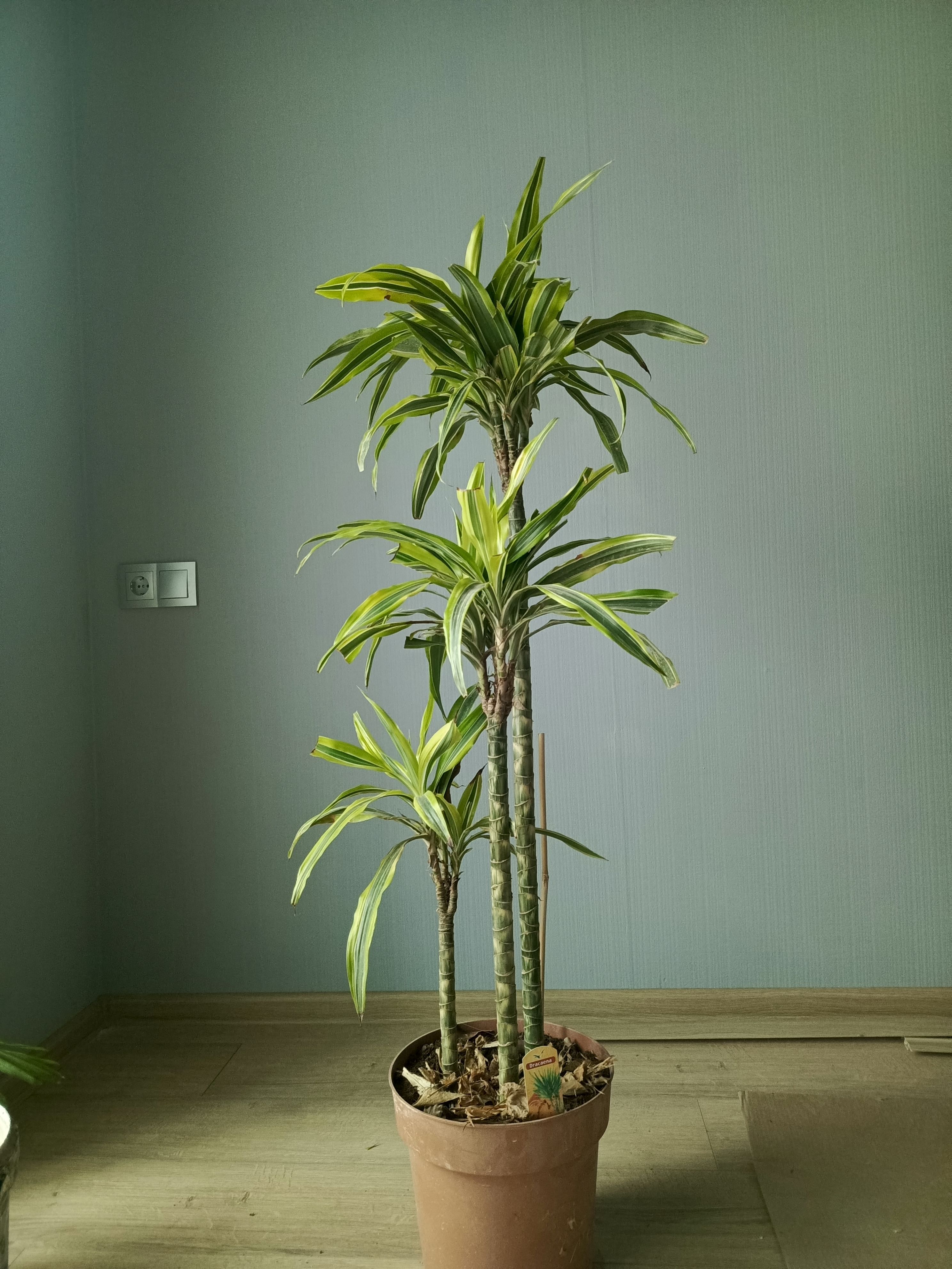 Драцена Лемон Лайм колонна 140см АКЦИЯ!!!