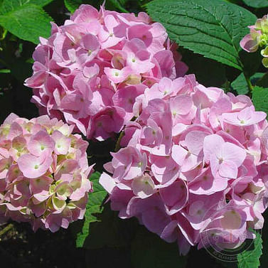 Гортензия Эндлес Саммер розовая садовая