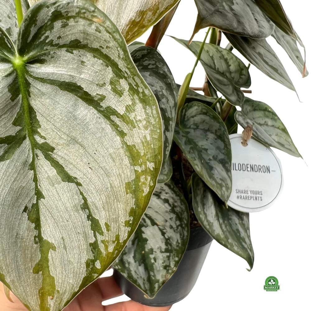 Филодендрон Брандтианум