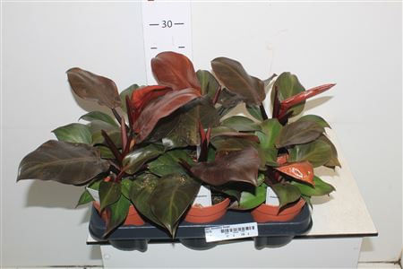 Филодендрон Макколи Финал